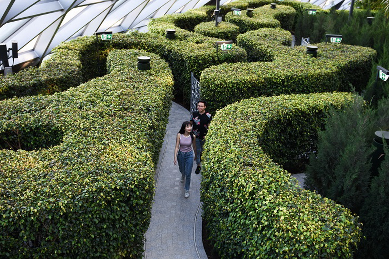 Hedge Maze